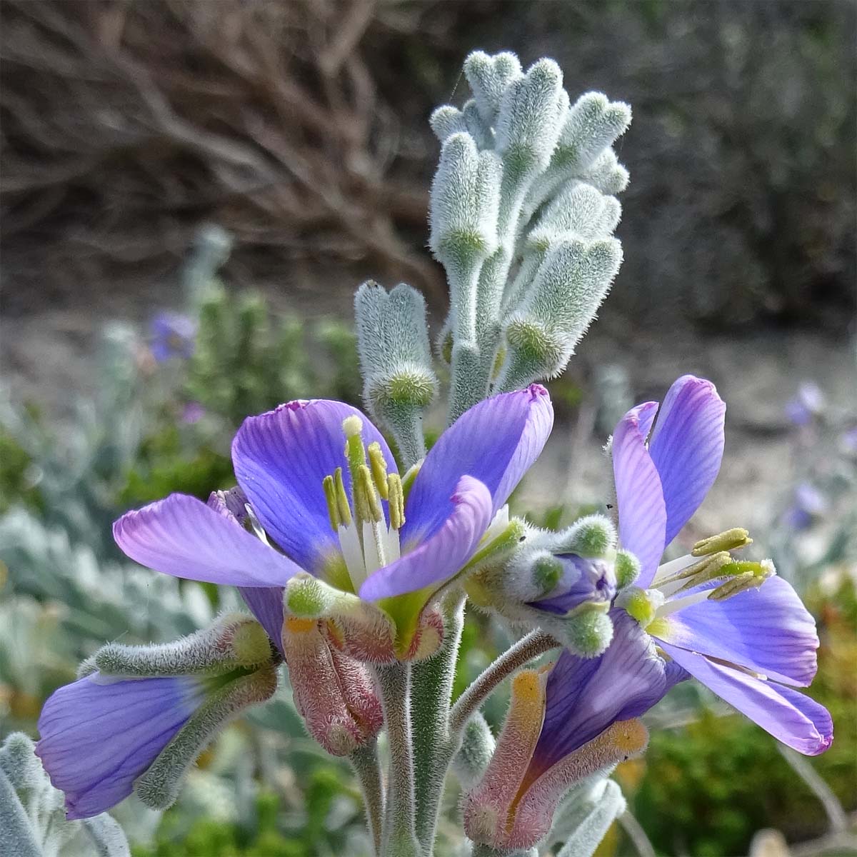 Изображение особи Heliophila cinerea.