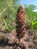 Orobanche gigantea