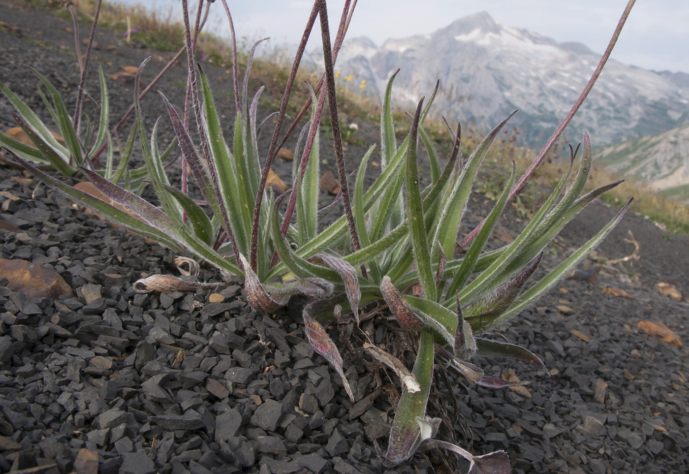 Image of Plantago atrata specimen.