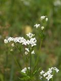 Galium pseudorivale