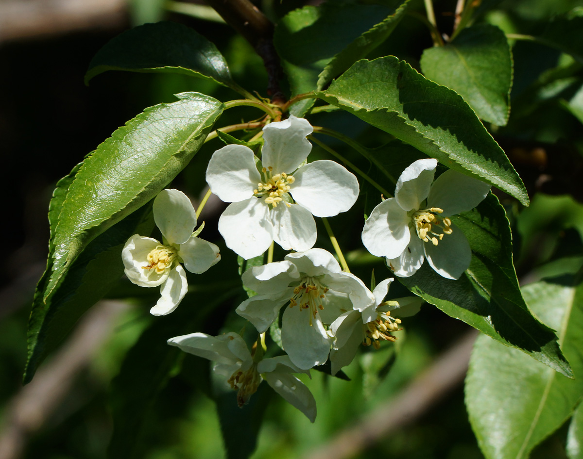 Изображение особи род Malus.