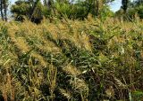 Phragmites altissimus