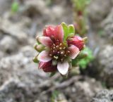 Sedum tenellum
