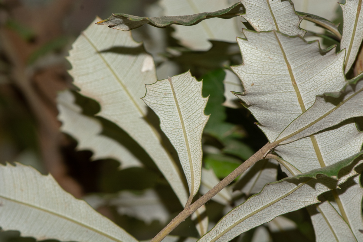 Image of Banksia integrifolia specimen.