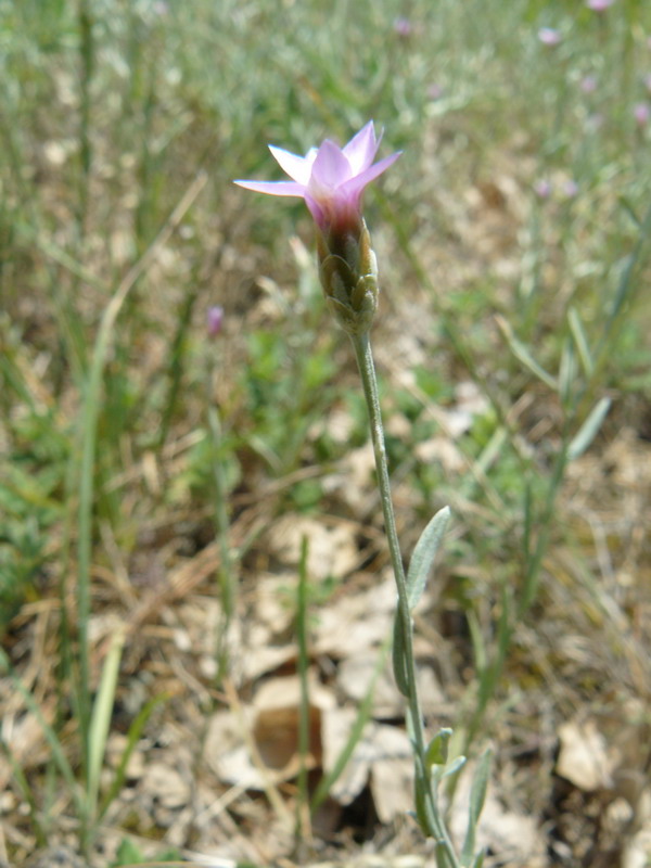 Изображение особи Xeranthemum cylindraceum.