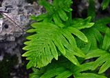 Polypodium cambricum. Вайя. Турция, национальный парк Олимпос-Бейдаглары, мыс Гелидония, Пиратская бухта, опушка соснового леса, каменистый склон. 05.01.2019.