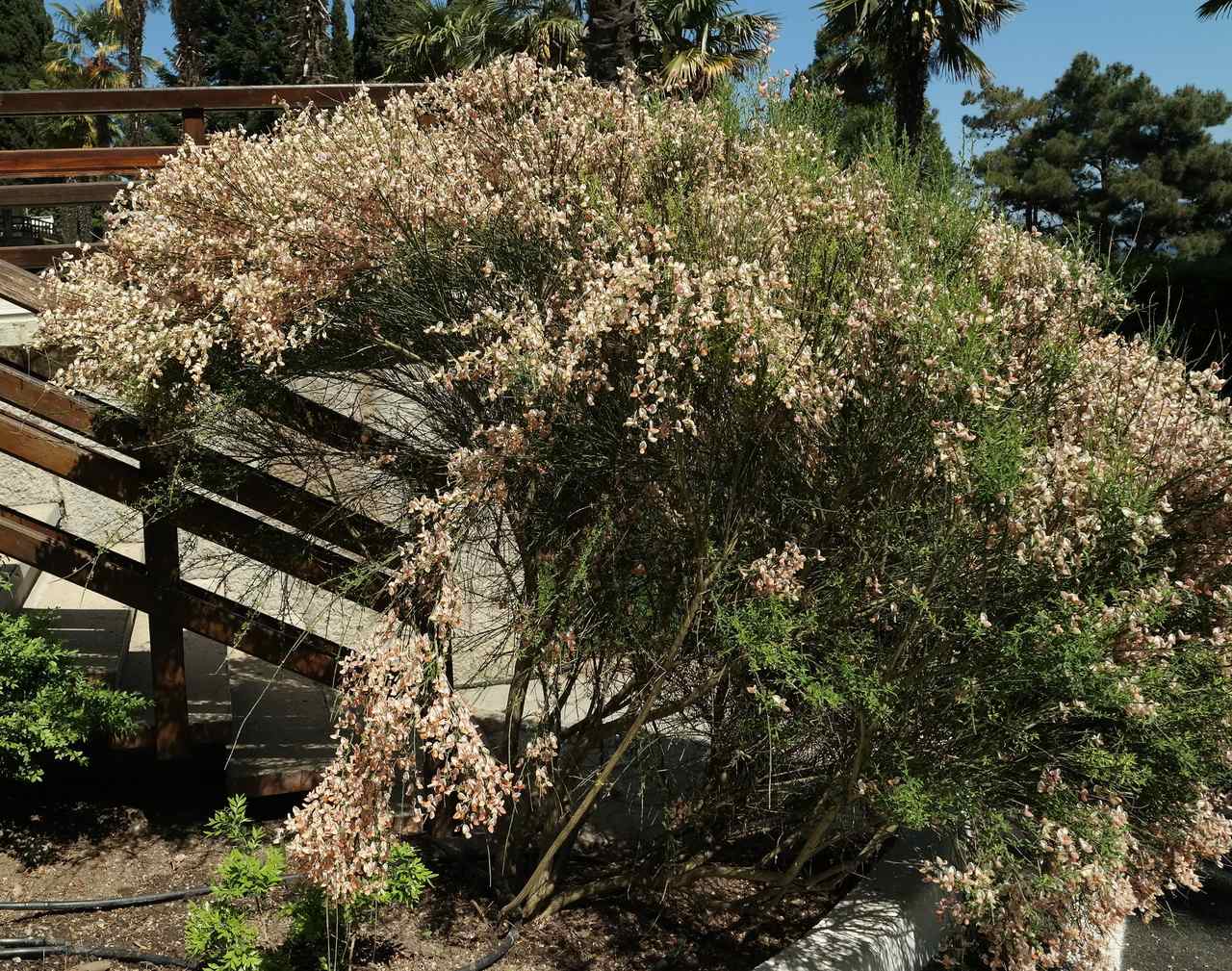 Image of Cytisus &times; praecox specimen.