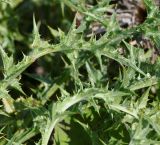 Carlina libanotica