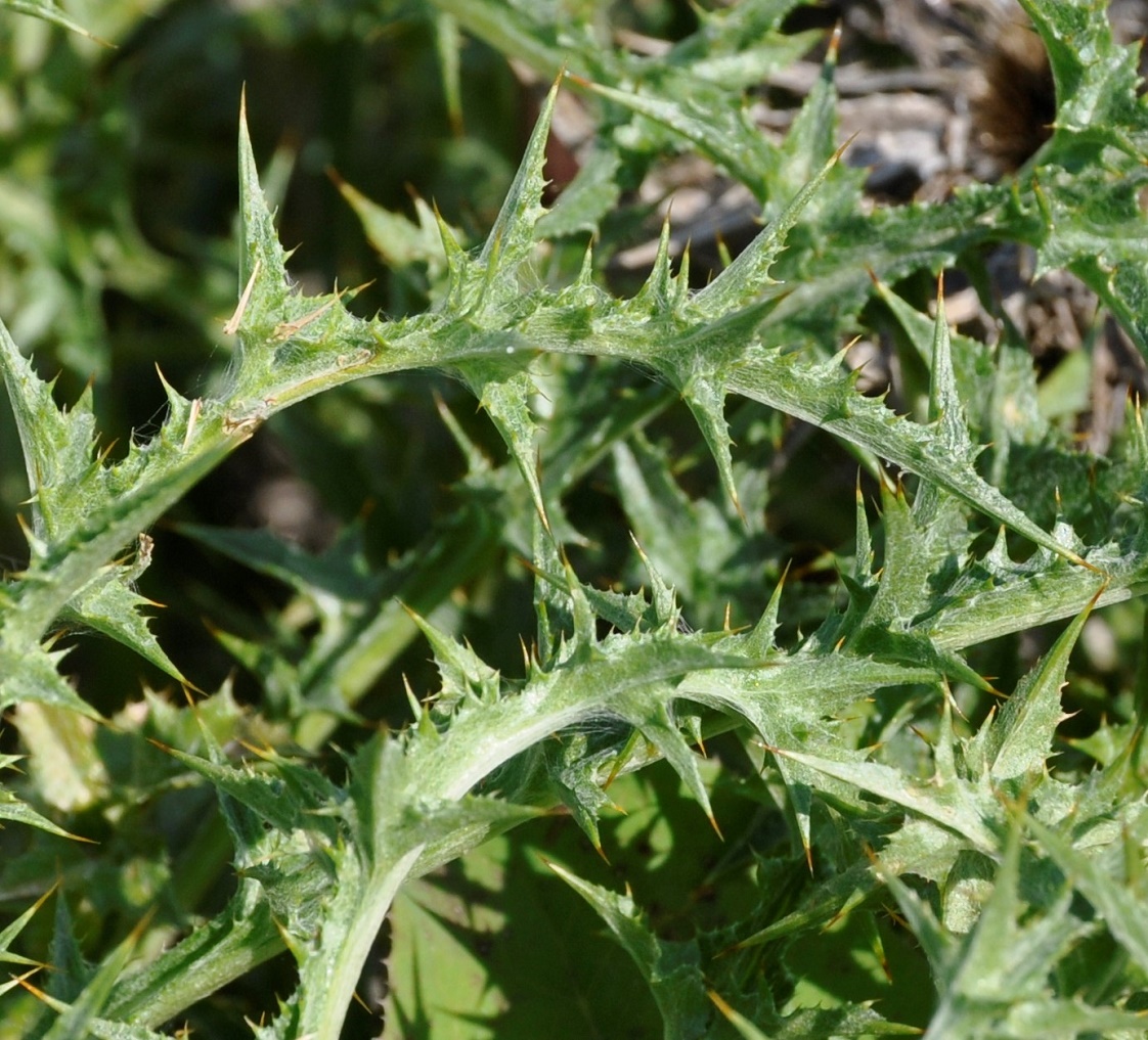 Image of Carlina libanotica specimen.