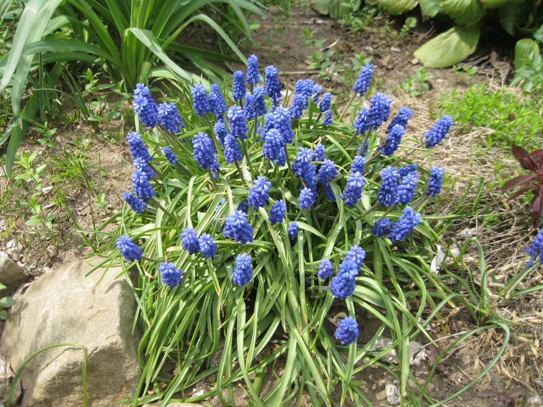 Image of Muscari armeniacum specimen.