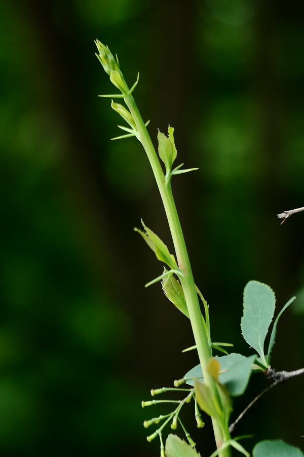 Image of Berberis vulgaris specimen.