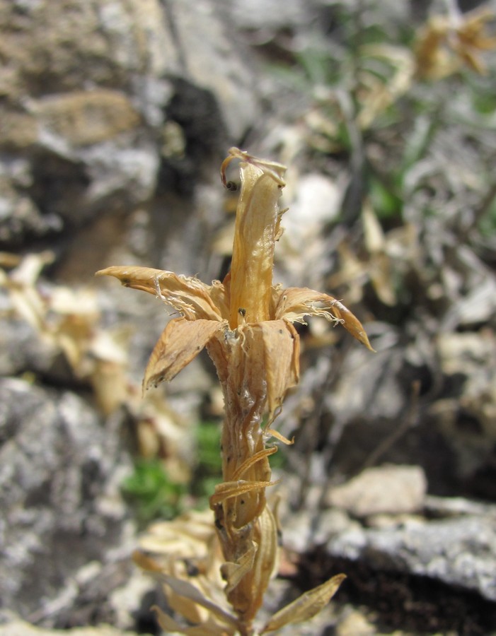Image of Gentiana grossheimii specimen.