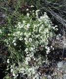 Galium album