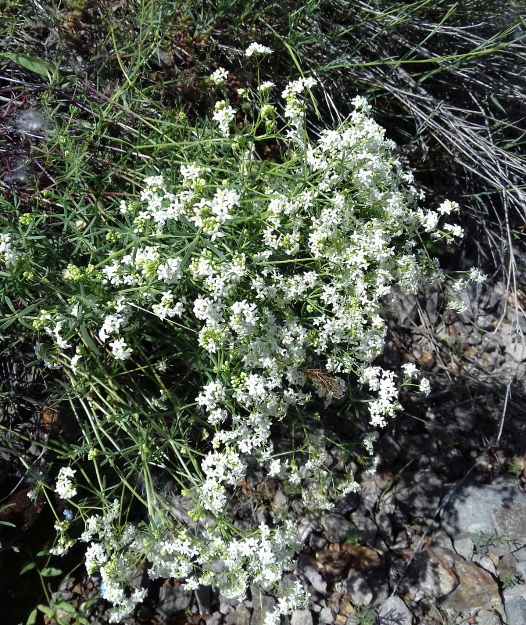 Image of Galium album specimen.