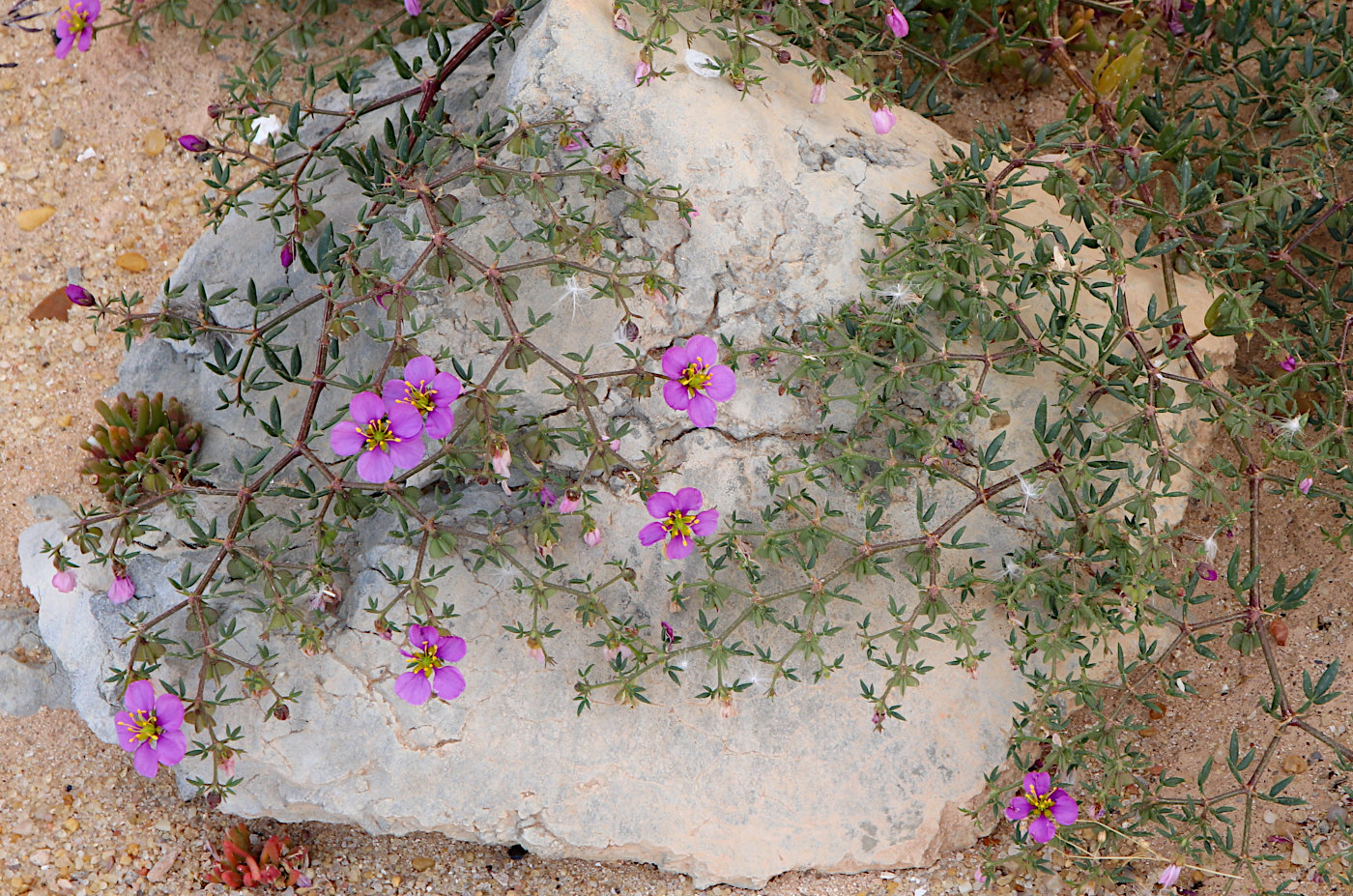 Image of Fagonia cretica specimen.