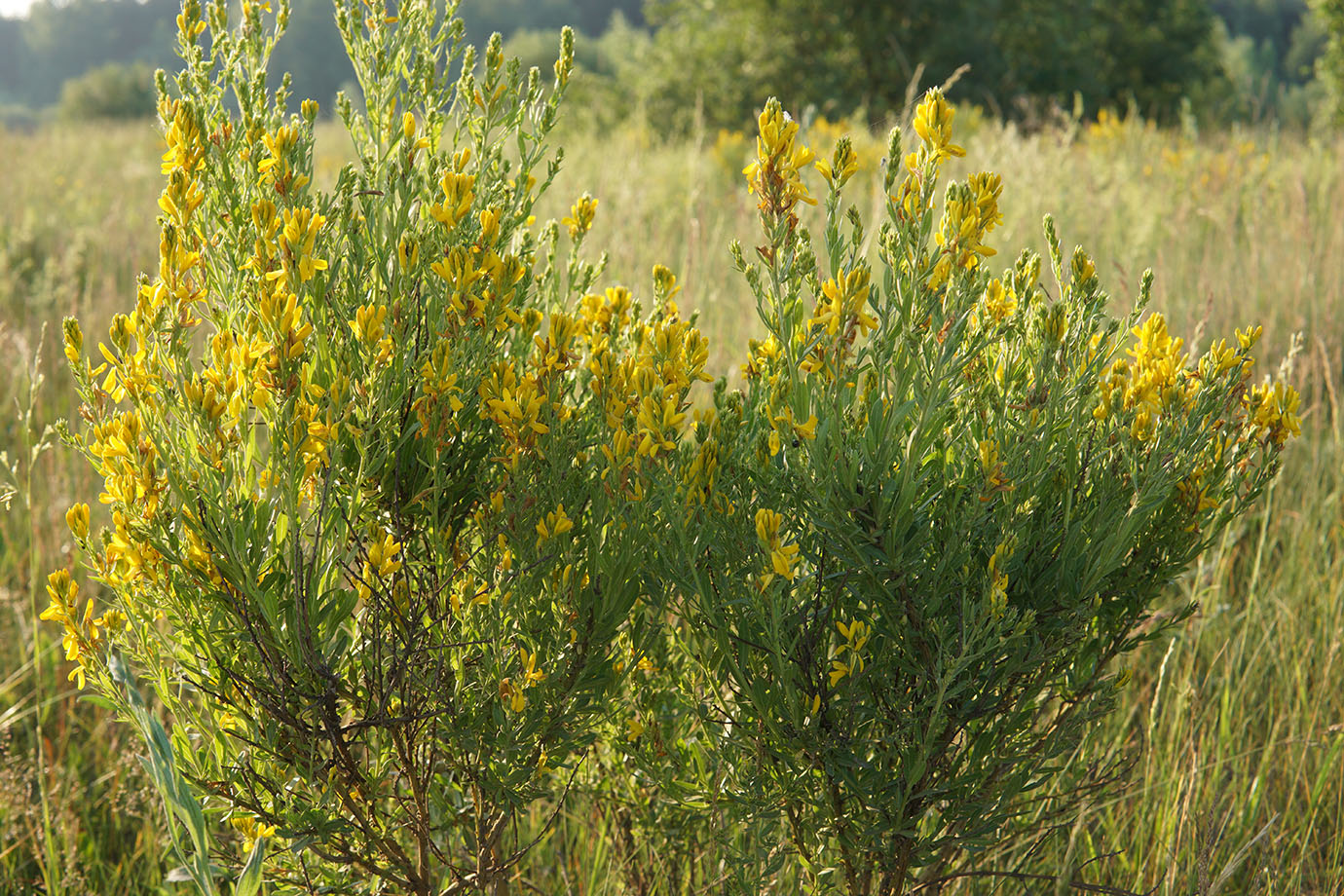 Image of Genista tinctoria specimen.