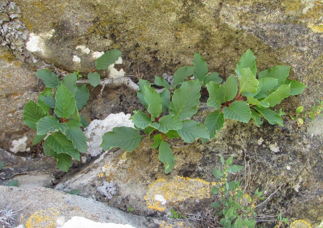 Image of Rhamnus microcarpa specimen.