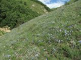 Linum nervosum