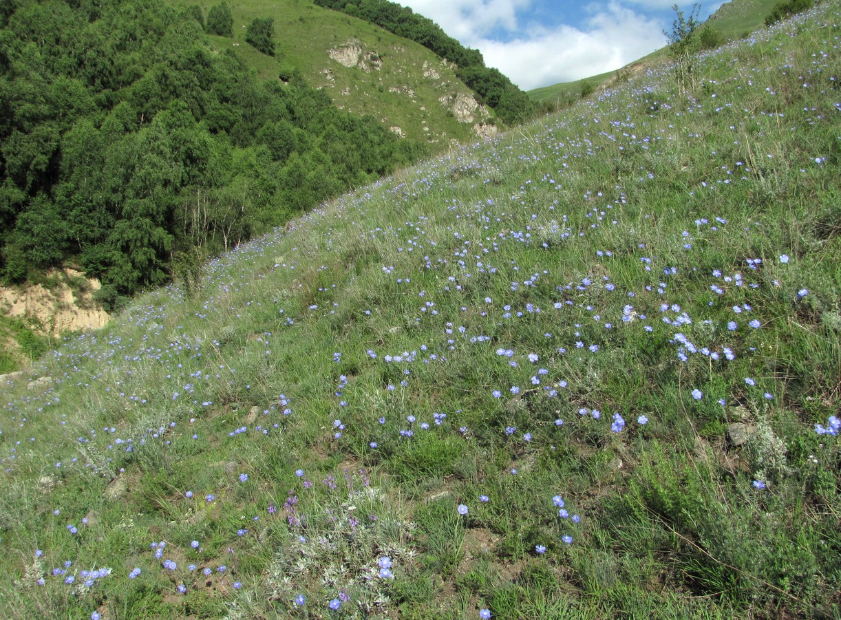 Изображение особи Linum nervosum.