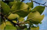 Malus sylvestris