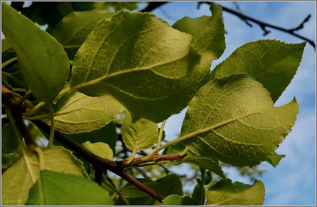 Изображение особи Malus sylvestris.