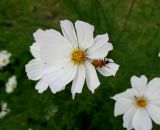 Image of taxon representative. Author is Юлия Борисова