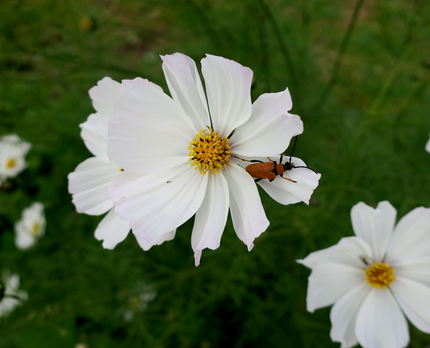 Изображение особи Cosmos bipinnatus.