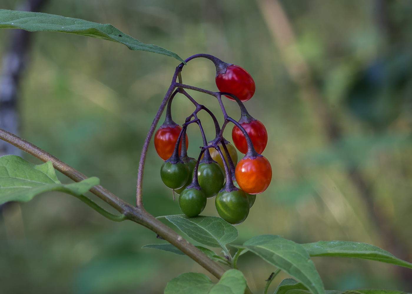 Image of Solanum kitagawae specimen.