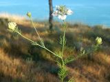 Nigella arvensis. Верхушка цветущего растения. Крым, Севастополь, Северная сторона, в сосновой роще. Июль 2019 г.