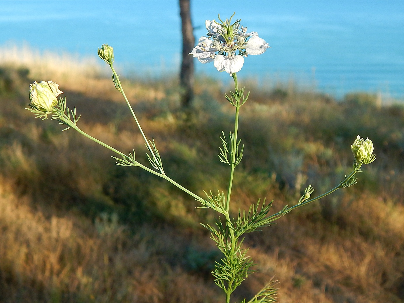 Изображение особи Nigella arvensis.