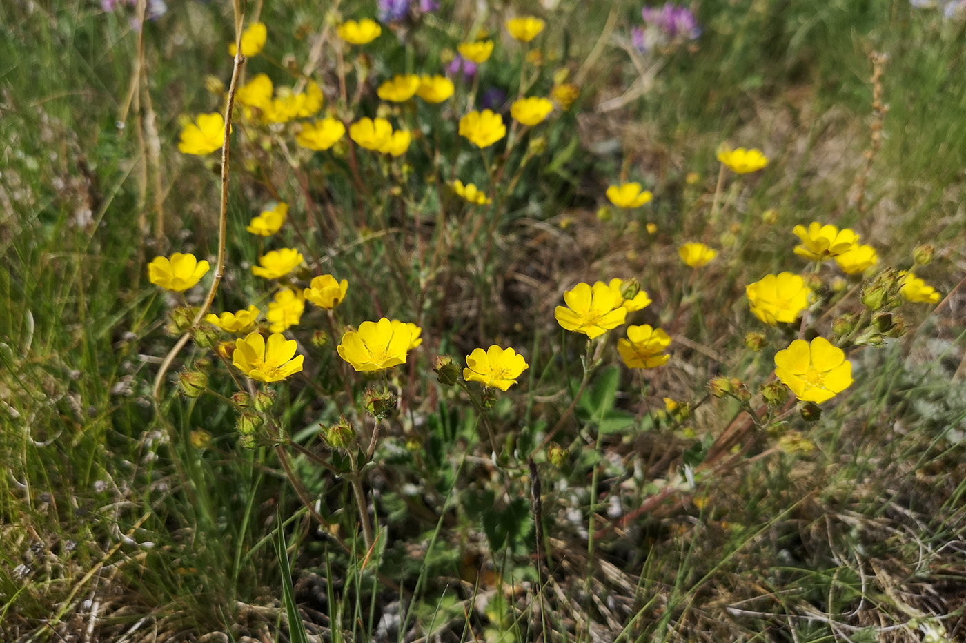 Изображение особи род Potentilla.