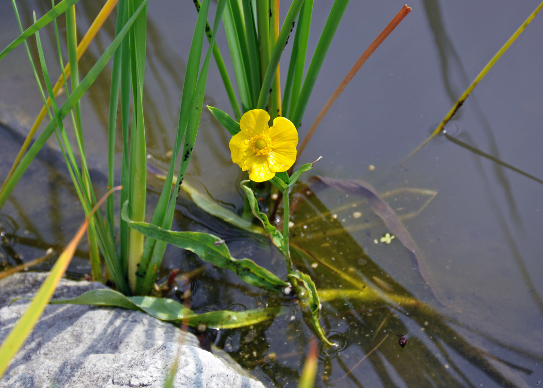 Image of Ranunculus lingua specimen.