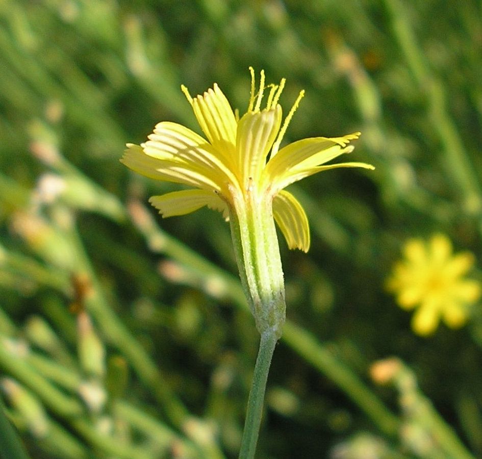 Изображение особи Chondrilla graminea.