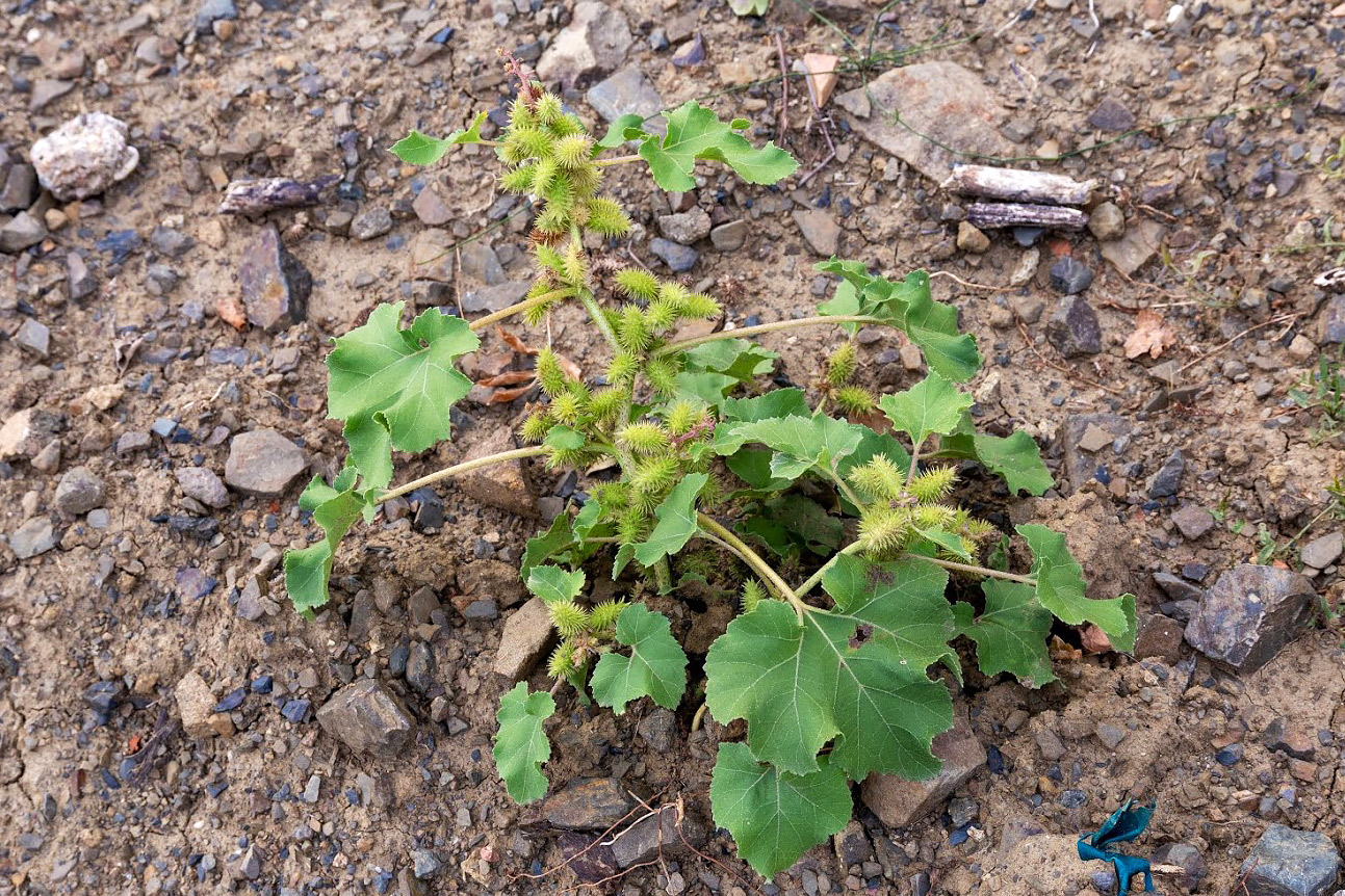 Image of Xanthium orientale specimen.