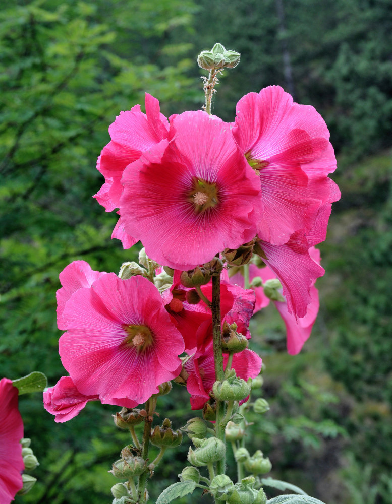 Изображение особи Alcea rosea.