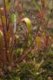 Drosera anglica. Листья. Сахалинская обл., Охинский р-н, окр. г. Оха, побережье Охотского моря, юго-западный берег залива Кету (Первая бухта), старая автомобильная колея. 24.07.2017.