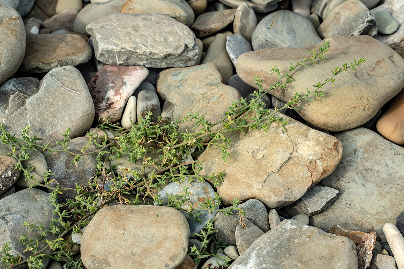 Image of Salsola pontica specimen.