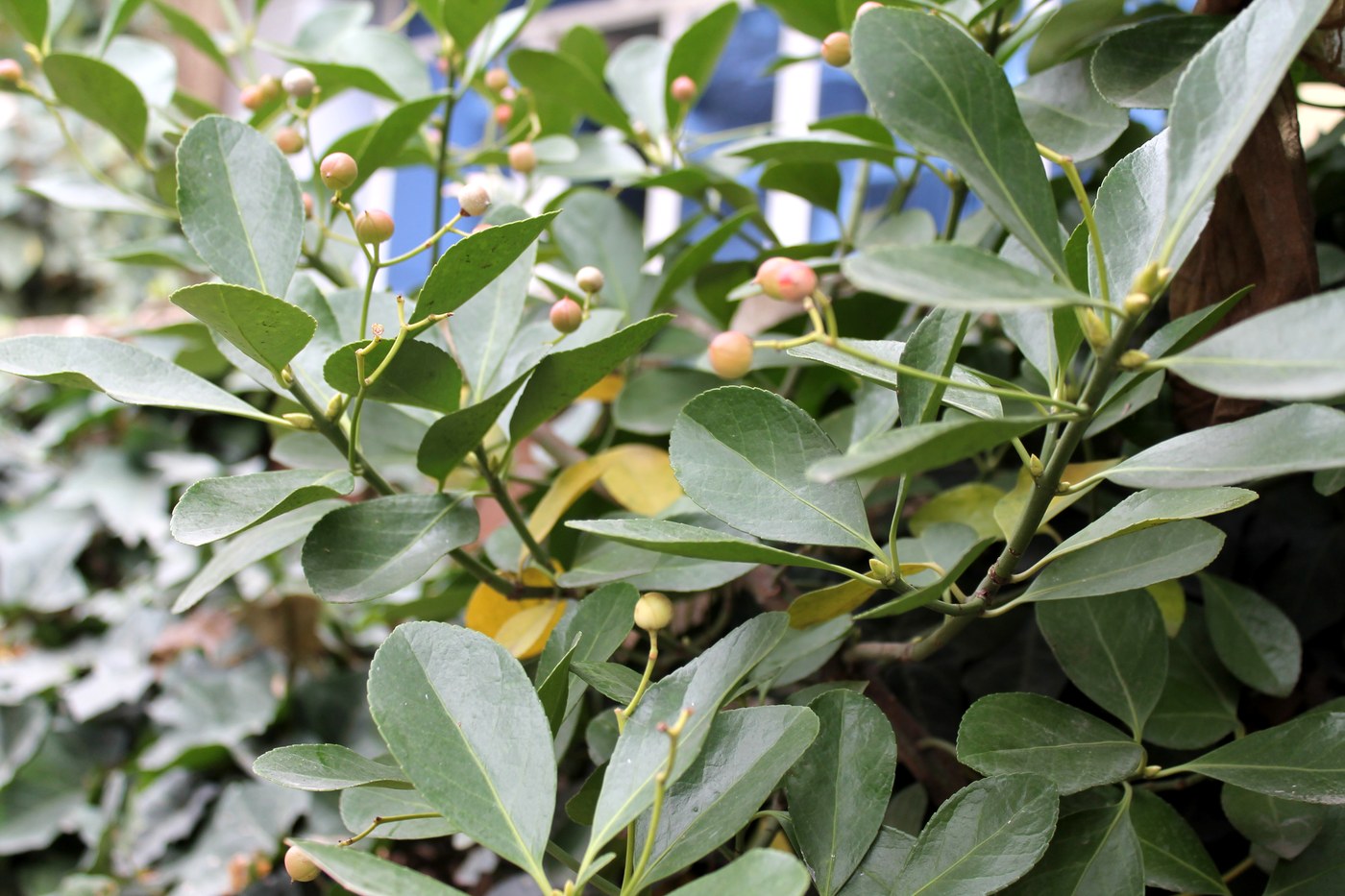 Image of Euonymus japonicus specimen.