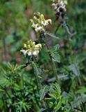 Pedicularis compacta