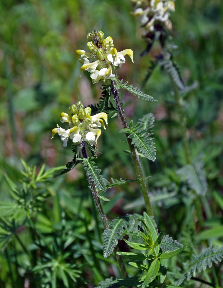 Image of Pedicularis compacta specimen.