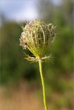 Daucus carota. Соплодие. Псковская обл., Печорский р-н, Изборско-Мальская долина восточнее оз. Городищенское, суходольный разнотравно-злаковый луг. 03.08.2019.