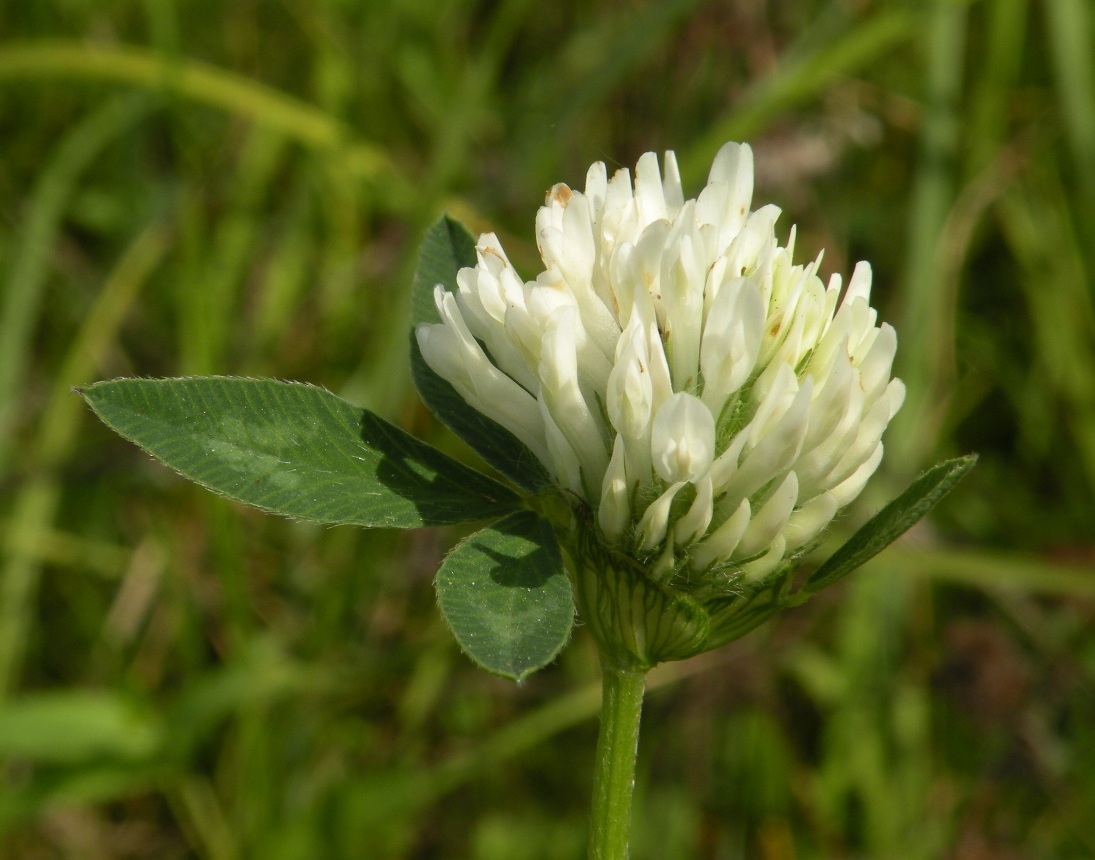 Изображение особи Trifolium borysthenicum.