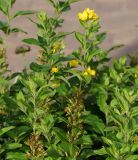 Lysimachia punctata