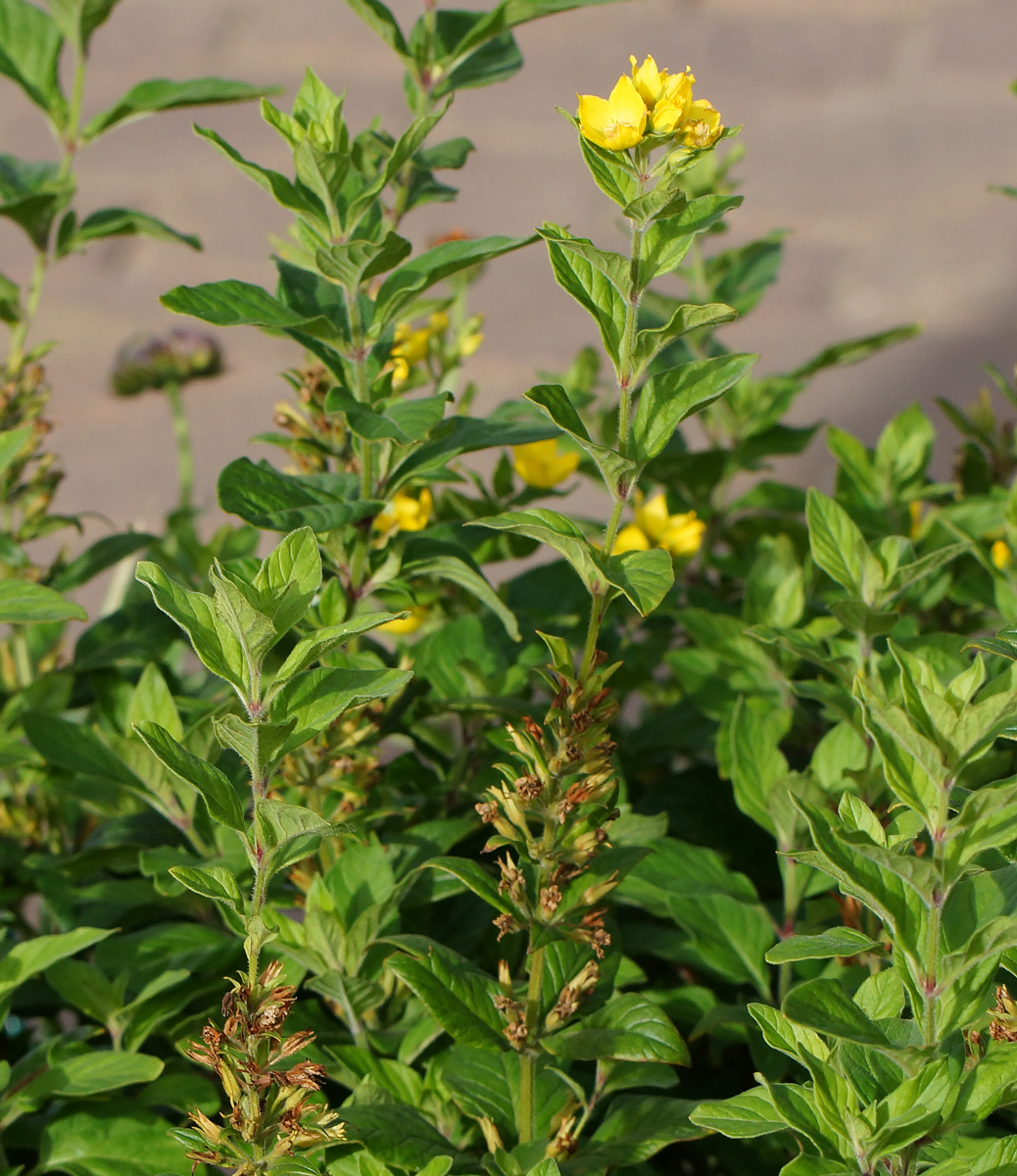 Изображение особи Lysimachia punctata.