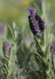 Lavandula stoechas