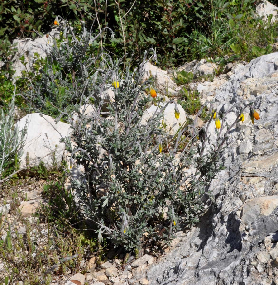 Image of Onosma fruticosa specimen.