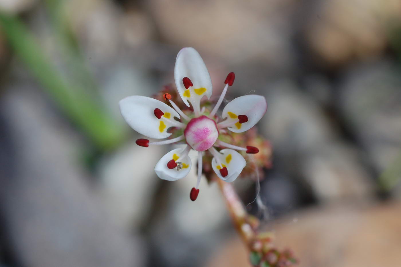 Изображение особи Micranthes foliolosa.