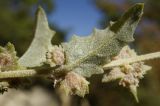 Atriplex rosea