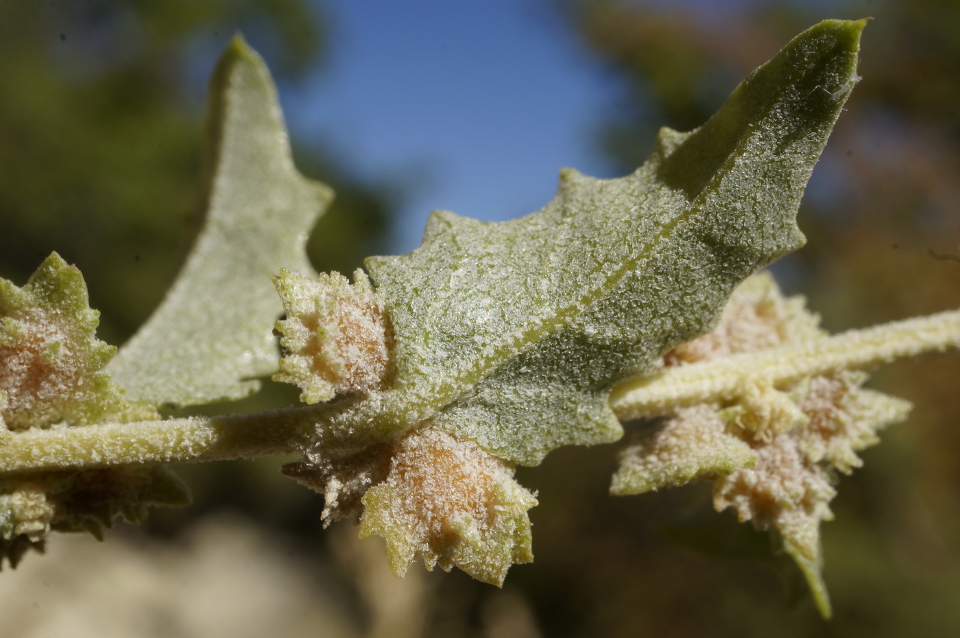 Изображение особи Atriplex rosea.