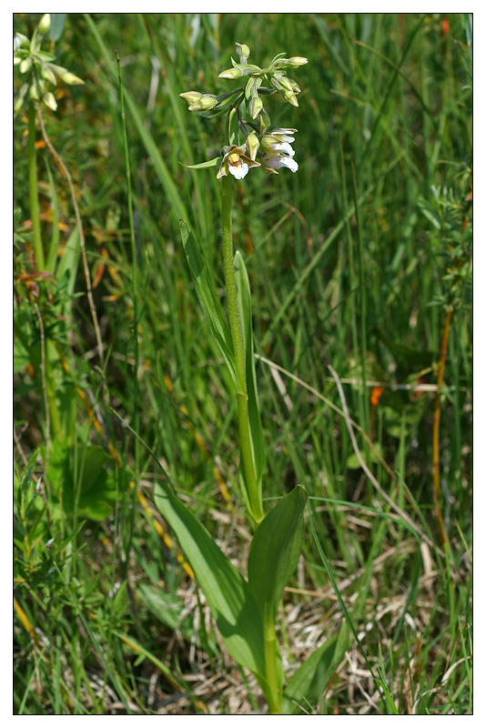 Изображение особи Epipactis palustris.